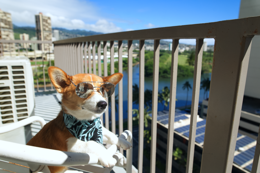 We Are Now A DogFriendly Hotel! E Komo Mai Tato, The